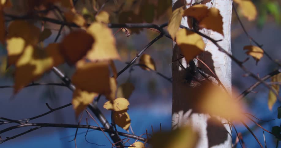 Fall leaves on a tree