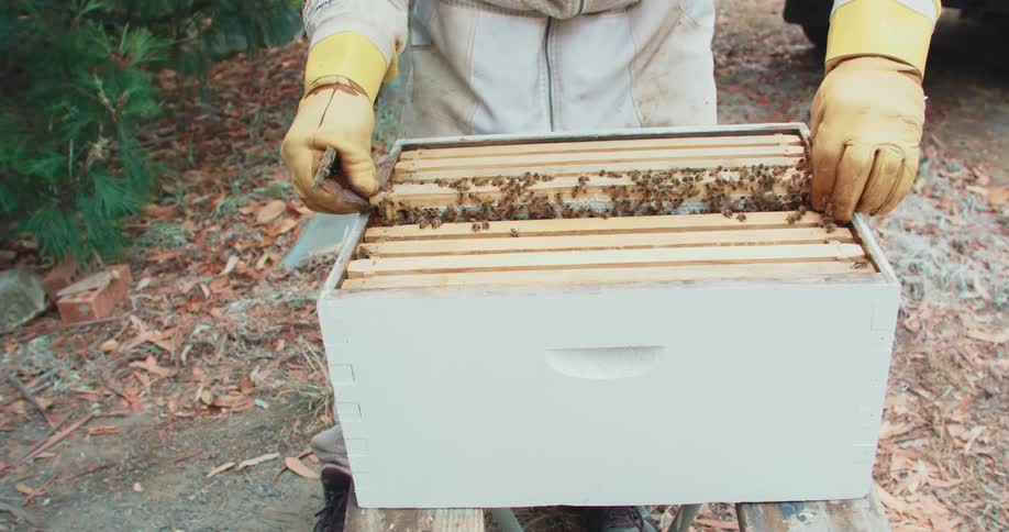 Beekeeper place a frame of honeycomb back into hive