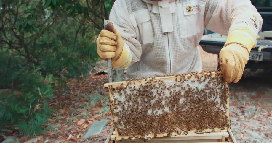 Bee keeper lowers a panel filled with honey bees into the hive