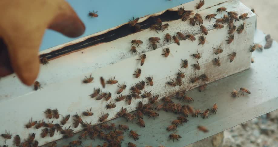 Beekeeper smoking the hive entrance