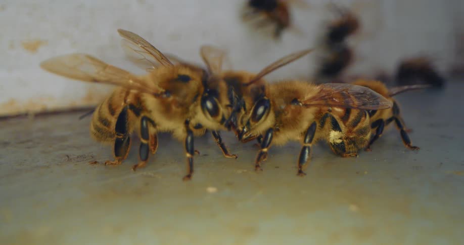 Macro shot of bees communicating in front of their hive.