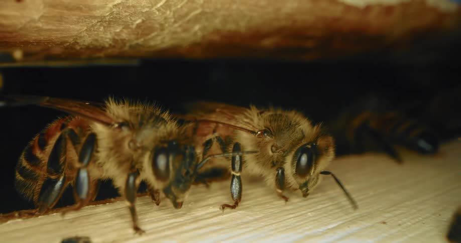 Bees coming out of the front entrance to hive, macro
