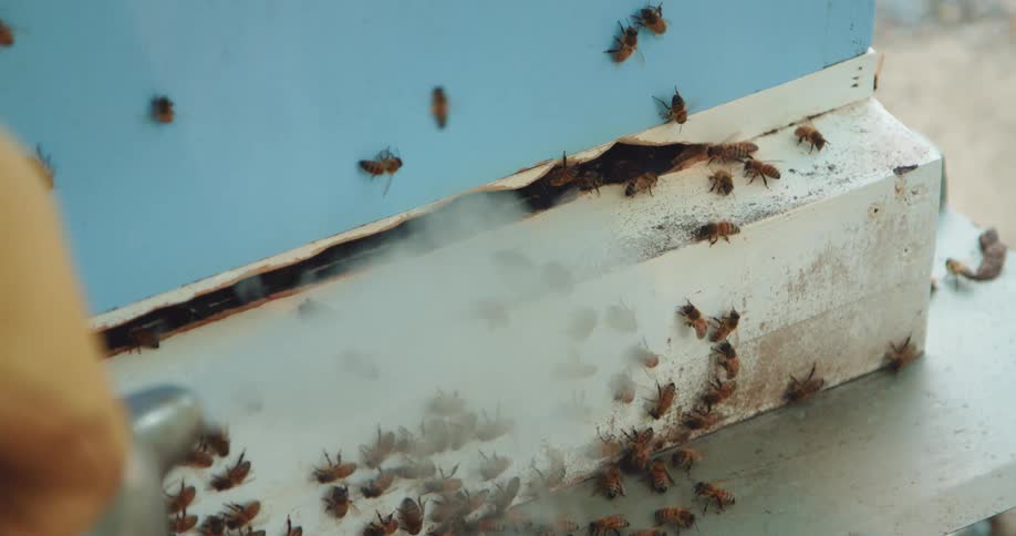 Beekeeper smoking the hive entrance