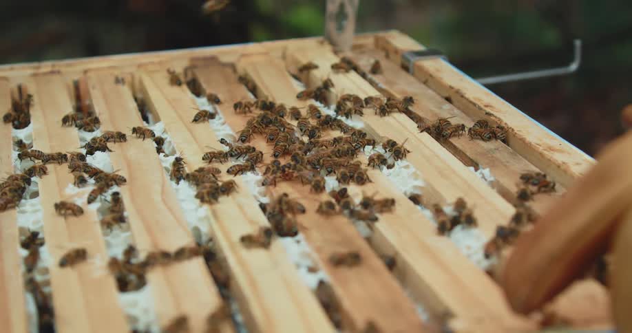 Beekeeper loosens a full frame of honeycomb from hive
