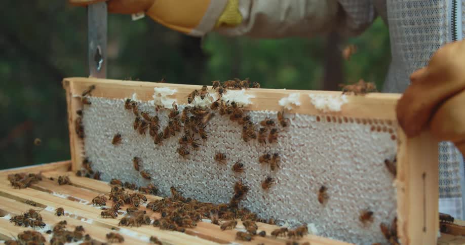 A beekeeper removes a full frame of honeycomb from an apiary