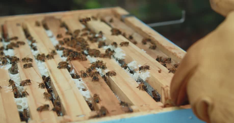 A beekeeper uses a metal tool to work on an apiary