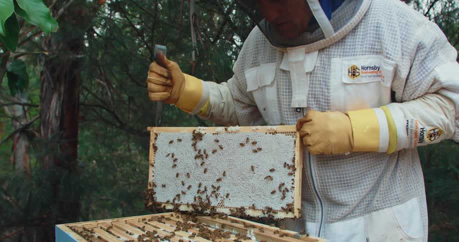 A beekeeper showing a full frame of honeycomb from his apiary