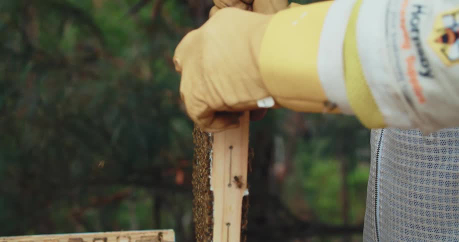 A beekeeper moves a honeycomb covered in bees