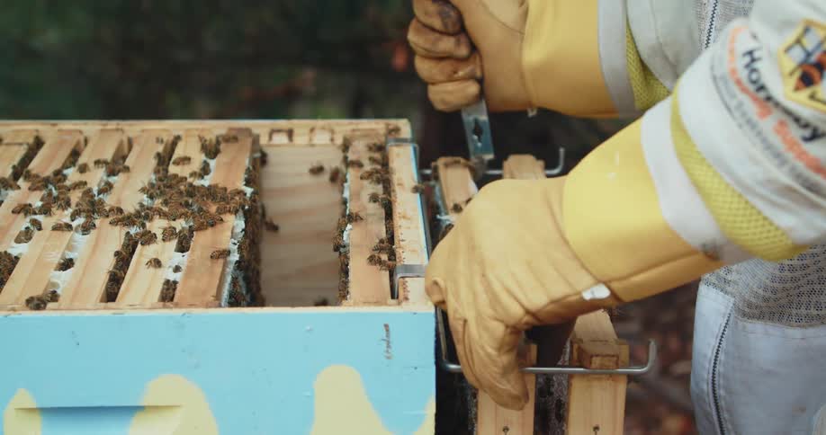 A person with a bee suit tending to a beehive
