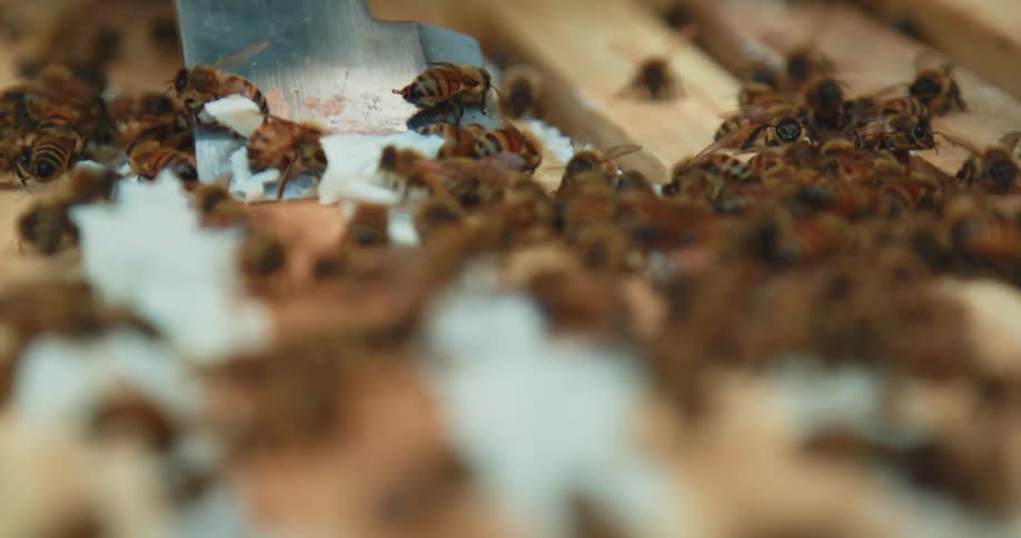 Honey bees on the top of hive, removing propolis