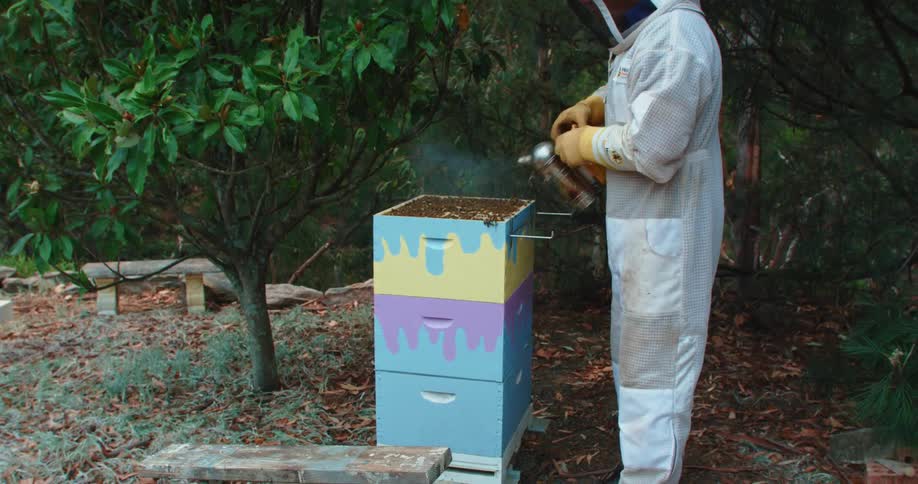Beekeeper opening hive