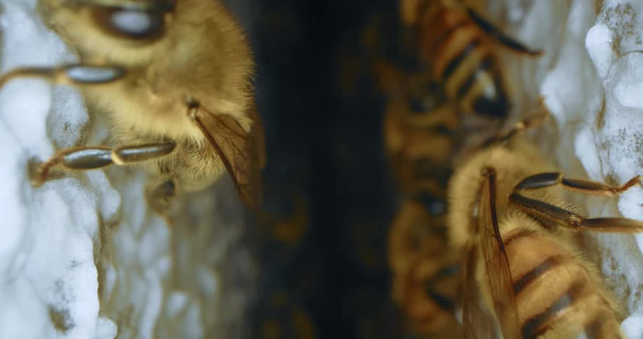 Interior of a bee hive, Macro probe