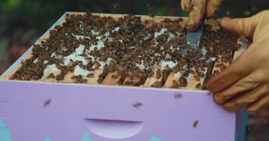 A beekeeper uses a metal tool to take off a white substance from an apiary