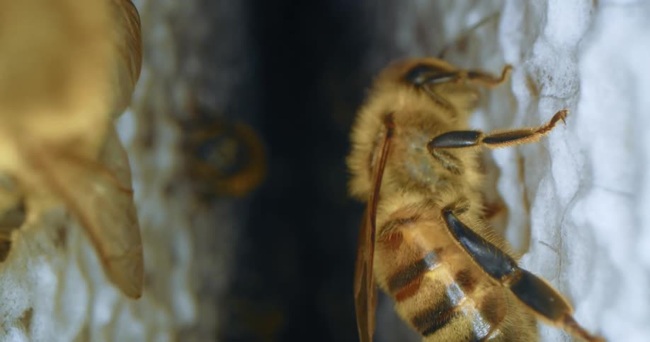 Interior of a beehive, organic natural honeycomb, macro