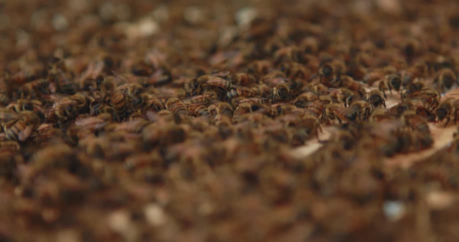 Colony of honey bees working in hive