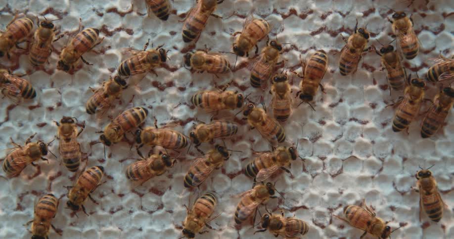Bees on their honeycomb