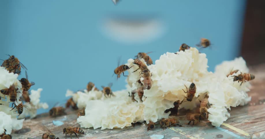 Bees swarming a piece of comb