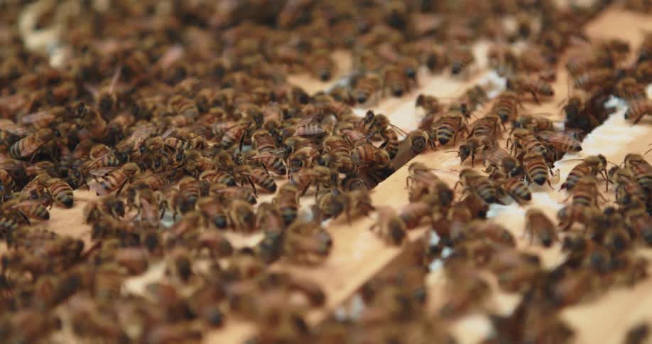 Honey bees on top of their open hive