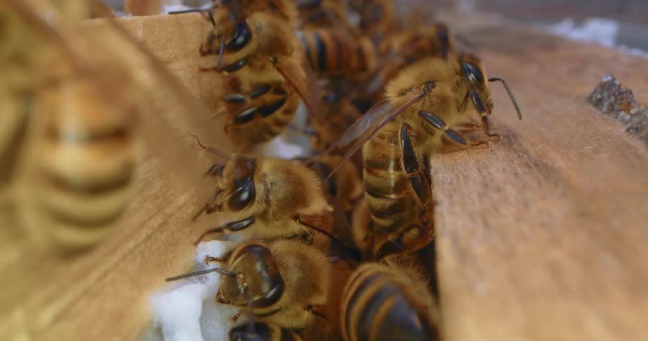 Honey bees working on the top of a wood beehive