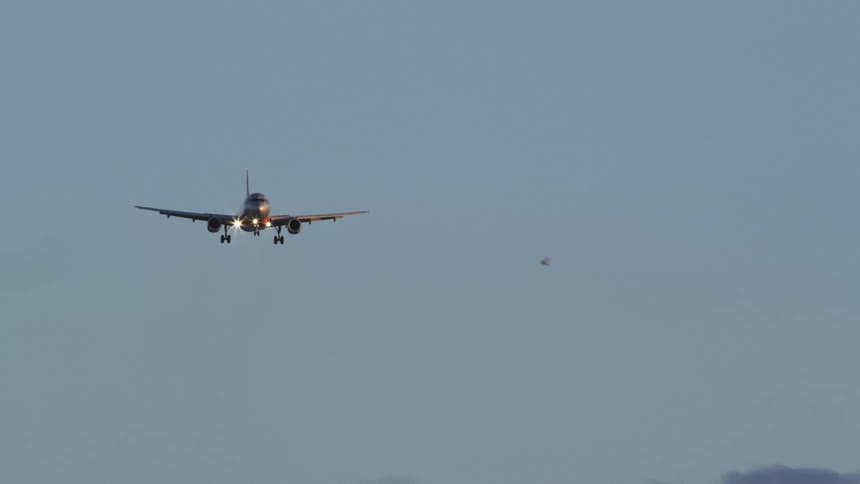 Bird flies past airplane coming in for landing