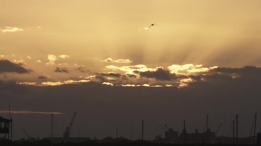 A bird flying in the sky with clouds and a sunset in the background