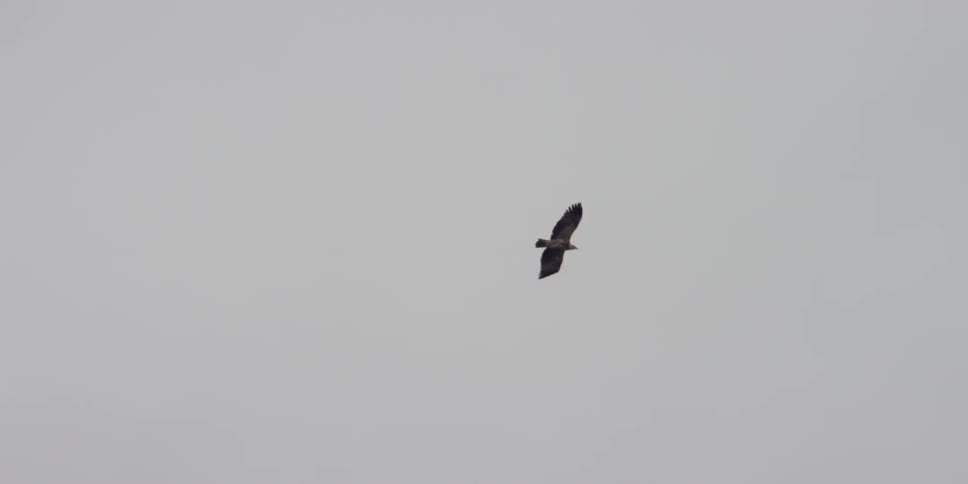 A bird is flying high in a cloudy sky