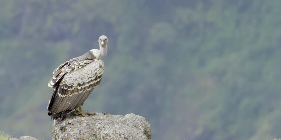 A bird is perched on a rock on top of a mountain