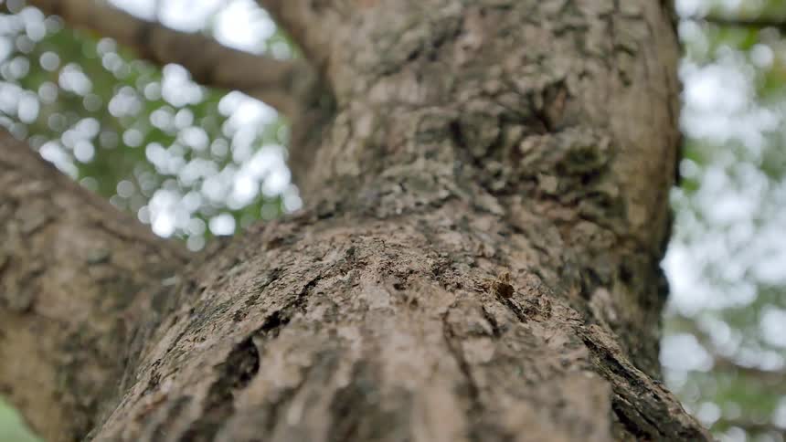 Ants crawling on a tree