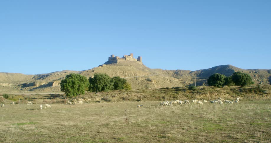 A flock of sheep graze in a pasture near on old castle