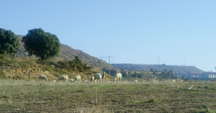 Cattle grazing on grassland with a hill and trees in the background