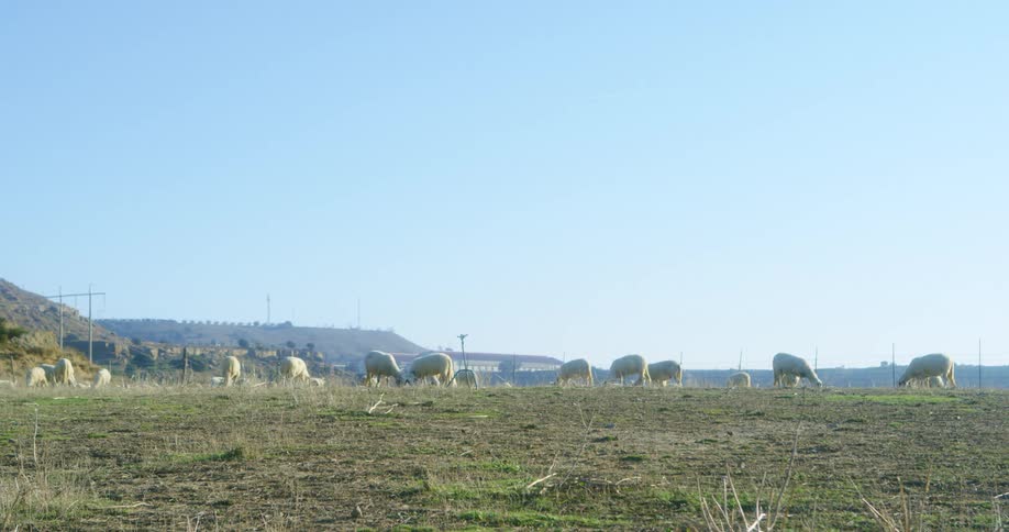 Sheep grazing in a field