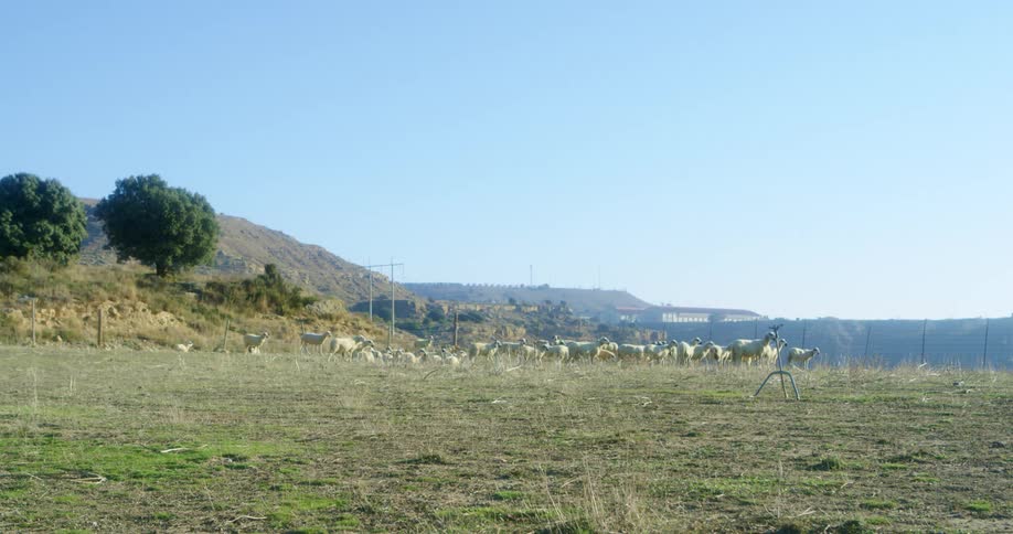 Sheep flock cross pasture toward fence near slope