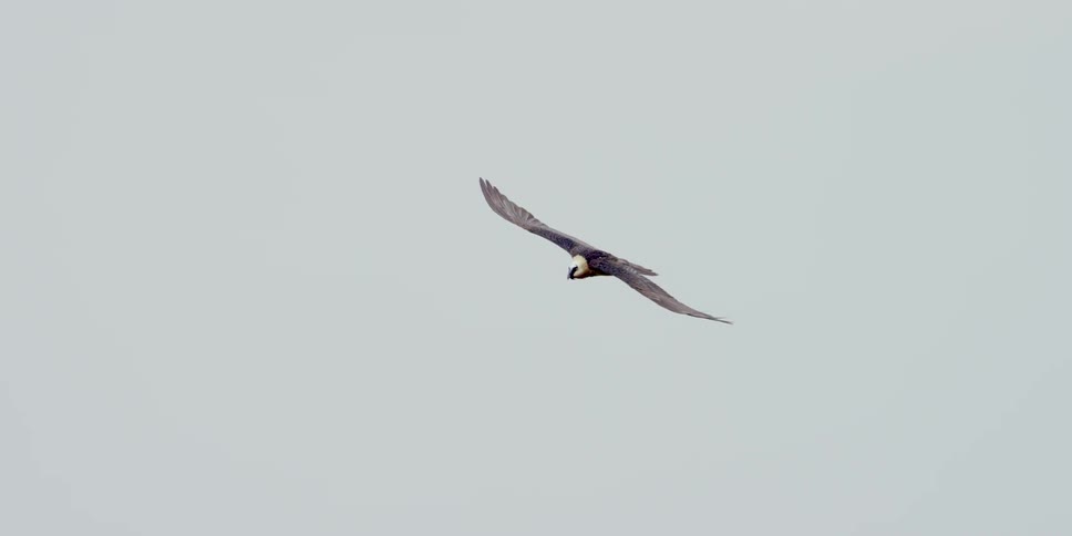 A bird is flying in a cloudy sky