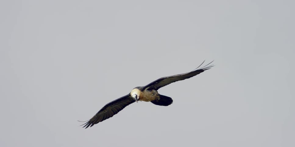 A bird is gliding in the air on a cloudy day