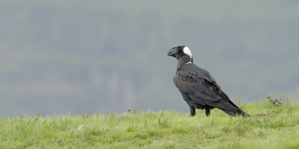 A bird standing in grass
