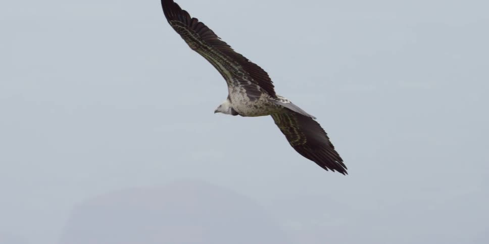 A bird is flying on a cloudy day