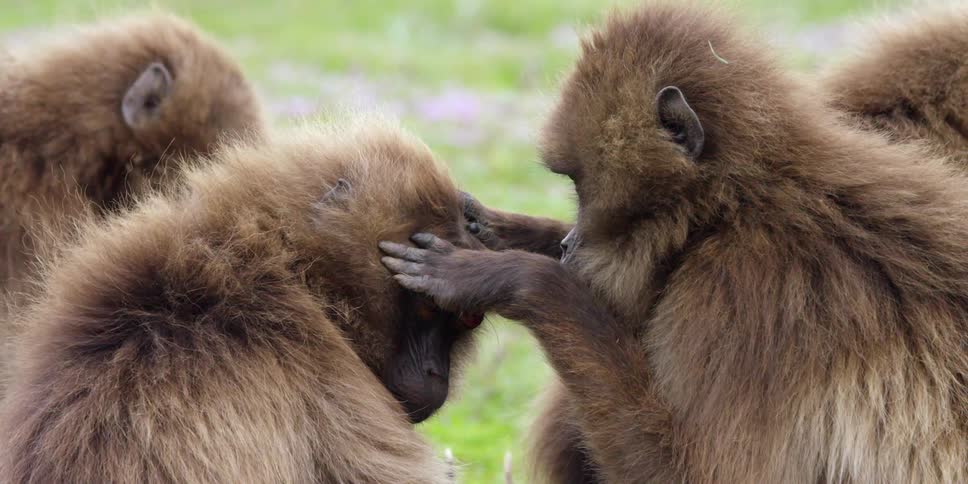 Monkeys sit in a group as one of the monkeys grooms another
