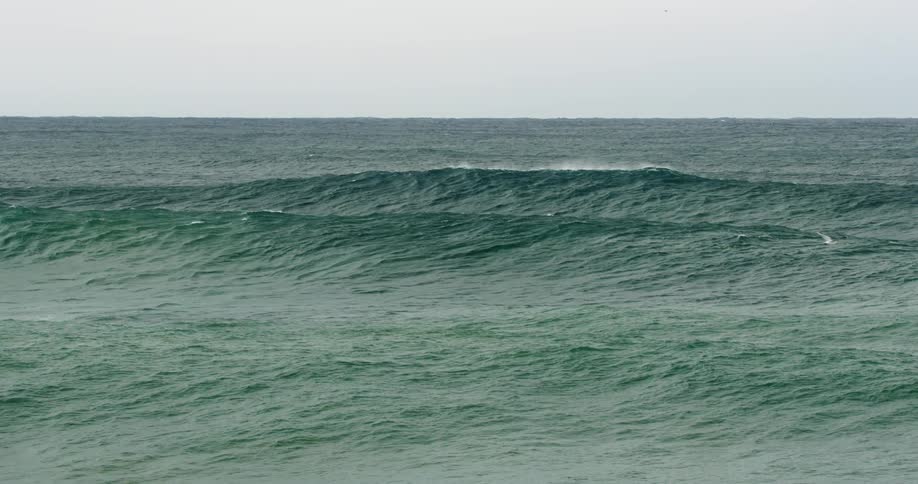 Surfers bob in the water as waves roll in and a seagull flies by
