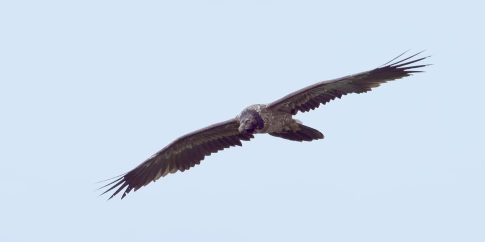 A bird is flying high in a cloudy sky