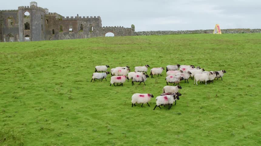 The sheep walk together on the field