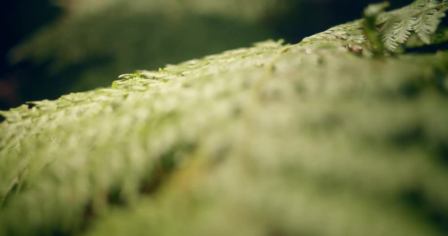 Light shines onto a the leafy branch of a plant