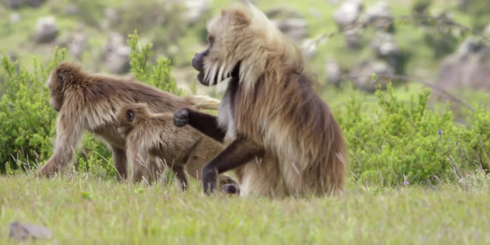 Monkeys are walking around and eating on a sunny day