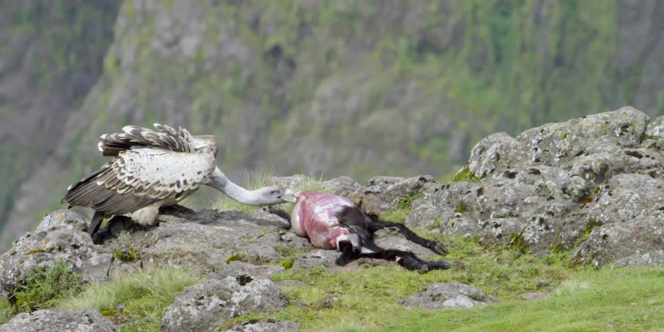 A vulture feeding from a carcass