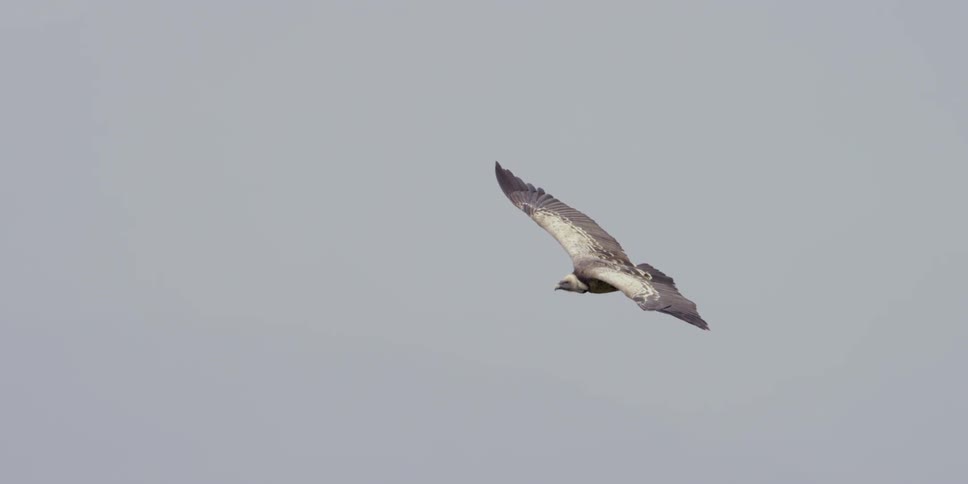 A bird is flying high in a cloudy sky
