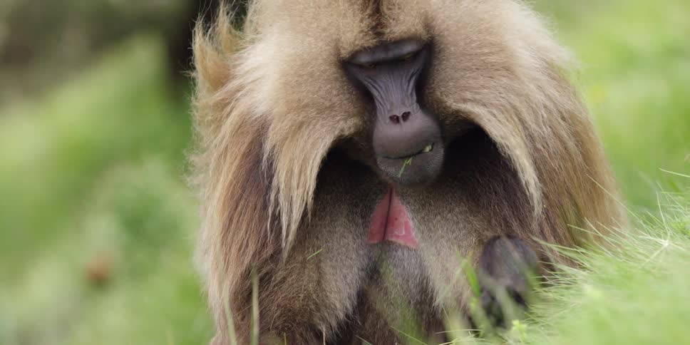 A baboon picking and eating grass on a breezy day