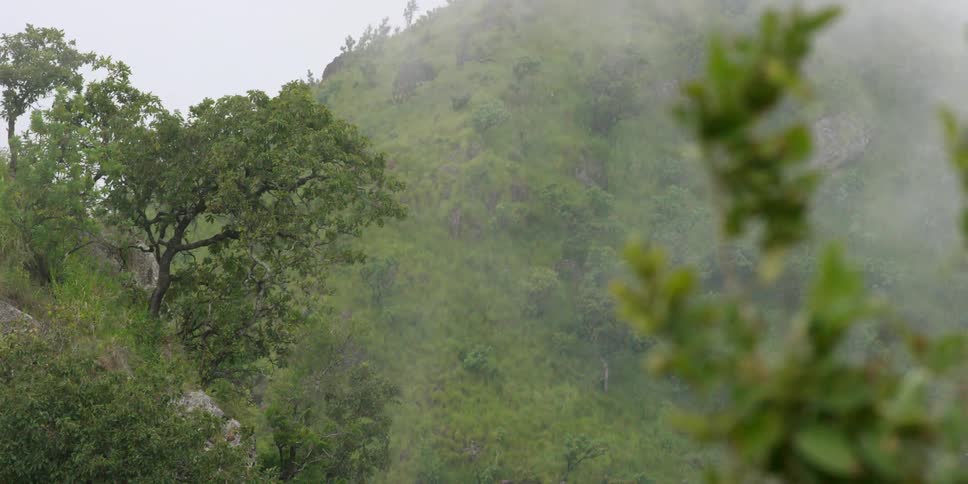 Smoke floats through trees near a hill