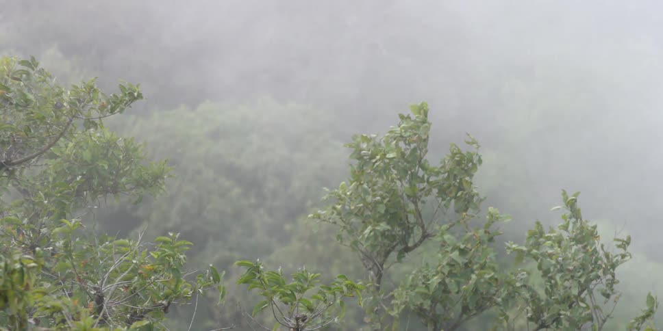 View of an area covered in trees with heavy fog
