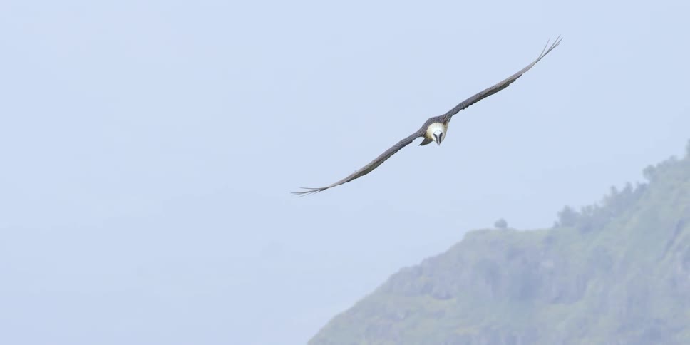 A bird is flying high in a cloudy sky