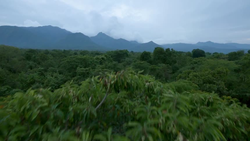 Aerial view of a dense forest on a cloudy day
