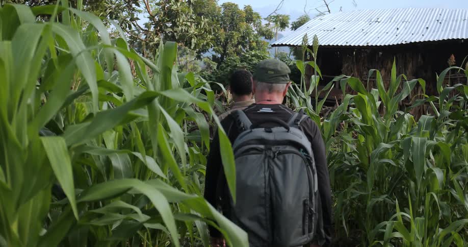Men walk through a field of corn